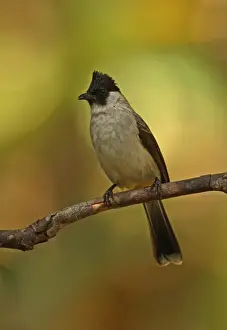 Sooty-headed Bulbul (Pycnonotus aurigaster thais) adult, perched on twig, Kaeng Krachan N. P. Thailand, november