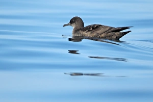 Shearwater Prints: Sooty Shearwater (Puffinus griseus) adult, swimming at sea, Algarve, Portugal, october