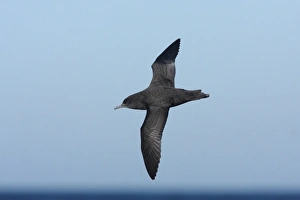 Sooty Shearwater (Puffinus griseus) adult, in flight offshore over sea, Mar de Plata, Buenos Aires, Argentina, july