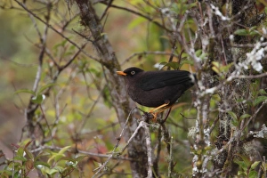 Thrush Prints: Sooty Thrush (Turdus nigrescens) adult, perched in bush, Costa Rica, february