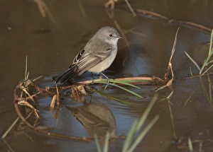 Tyrant Flycatcher Prints: Sooty Tyrannulet (Serpophaga nigricans) adult