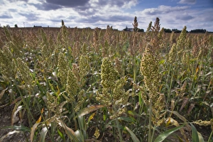 Graminae Prints: Sorghum (Sorghum sp. ) crop, growing in field