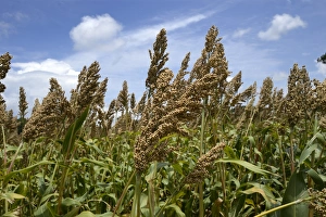 India Prints: Sorghum (Sorghum vulgare) crop
