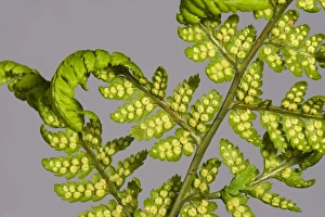 Fern Prints: Sori developing on the underside of the frond or blade of a male fern