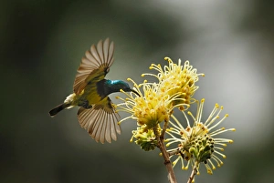 Sunbird Prints: Souimanga Sunbird (Cinnyris sovimanga) adult male