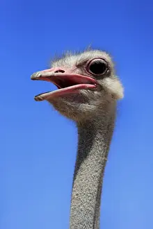 South African Ostrich (Struthio camelus australis) adult male, close-up of head and neck, with beak open, Little Karoo