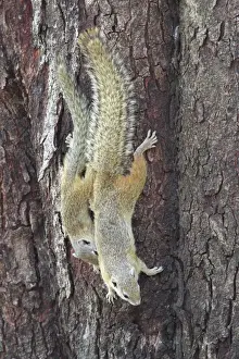 Chobe Prints: South African Tree Squirrel (Paraxerus cepapi) adult female with young