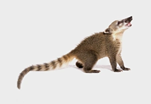 Cut Outs Prints: South American Coati (Nasua nasua) juvenile, standing