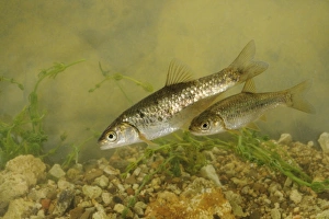 Cyprinid Prints: South European Roach (Rutilus rubilio) two adults, swimming, Italy, august