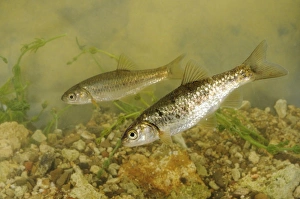South European Roach (Rutilus rubilio) two adults, swimming, Italy, august