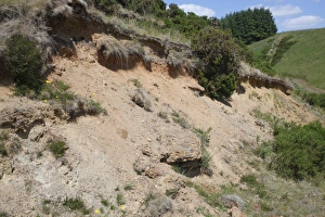 South Prints: South-facing sandy bank habitat in upland area, Powys, Wales, june