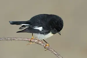 South Island Tomtit (Petroica macrocephala macrocephala) adult male, perched on twig, Ulva Island