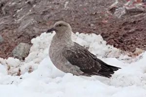 South Polar Skua (Catharacta maccormicki) pale phase, adult, standing on snow, Antarctic Peninsula, Antarctica