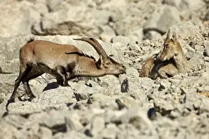 Smells Prints: Southeastern Spanish Ibex (Capra pyrenaica hispanica) young male approaching adult female