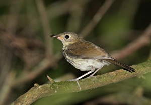 Sub Tropical Prints: Southern Antpipit (Corythopis delalandi) juvenile