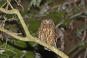 Southern Boobook (Ninox novaeseelandiae) adult, perched on branch at night, New Zealand, november