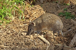 Marsupials Prints: Southern Brown Bandicoot (Isoodon obesulus) adult, foraging, South Australia, Australia