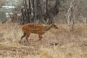 Southern Bushbuck (Tragelaphus scriptus sylvaticus) adult female, walking in dry grass, Chobe N. P. Botswana
