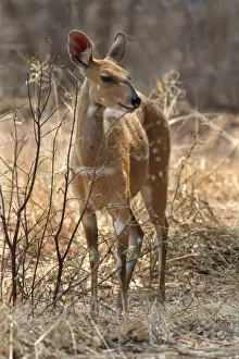 Southern Bushbuck (Tragelaphus scriptus sylvaticus) adult female, feeding on newly emerged leaves on bush, Chobe N. P. Botswana