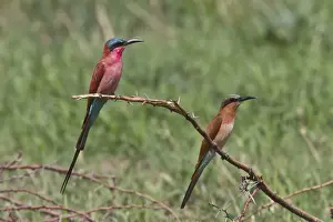 Botswana Prints: Southern Carmine Bee-eater, adult and immature near Savuti Botswana