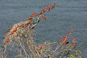 Southern Carmine Bee-eater (Merops nubicoides) flock, perched on dead tree beside water at breeding colony, Okavango River, Okavango Delta, Botswana