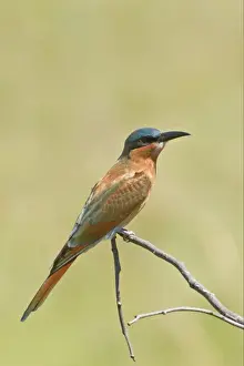 Southern Carmine Bee-eater (Merops nubicoides) immature, perched on twig, Okavango Delta, Botswana