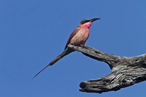 Kwara Prints: Southern Carmine Bee-eater, near Kwara Botswana