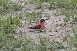 Merops Prints: Southern Carmine Bee-eater, near Savuti Botswana