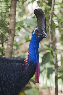 Vulnerable Prints: Southern Cassowary (Casuarius casuarius) adult