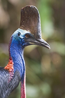 Southern Cassowary (Casuarius casuarius) adult, close-up of head and neck, Cassowary House, Atherton Tableland, Queensland, Australia