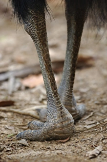 Southern Cassowary (Casuarius casuarius) adult, close-up of feet and legs, standing in tropical fan palm forest, Tam O'Shanter N. P. Queensland, Australia, august