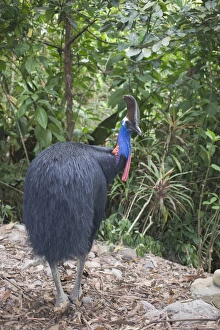 Southern Cassowary (Casuarius casuarius) adult, standing in rainforest, Cassowary House, Atherton Tableland, Queensland, Australia
