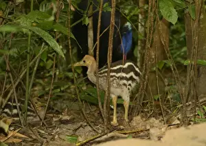 Father Prints: Southern Cassowary (Casuarius casuarius) adult male with two chicks