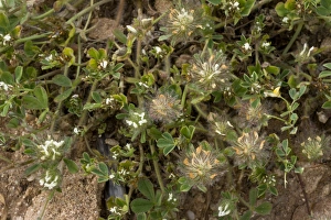Sardinian Prints: Southern Clover (Trifolium cherleri) flowering