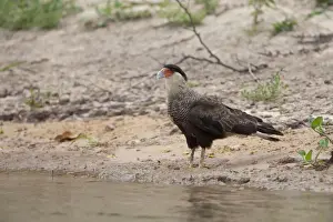 Southern Crested Caracara (Caracara plancus) adult, standing on riverbank, Pantanal, Mato Grosso, Brazil