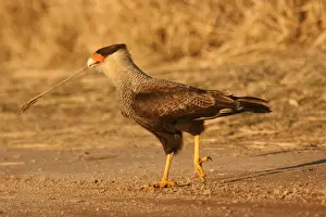 Southern Crested Caracara (Caracara plancus) adult, walking with stem in beak, Argentina, july