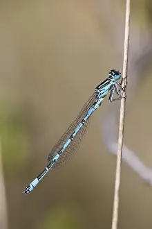 Southern Damselfly (Coenagrion mercuriale) adult male, resting on stem, New Forest N. P. Hampshire, England, May