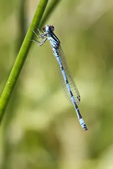 Odonata Prints: Southern Damselfly (Coenagrion mercuriale) adult male