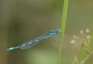 Southern Damselfly (Coenagrion mercuriale) adult male, resting on leaf, Corfe Common, Dorset, England, July