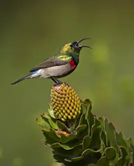 Sunbird Prints: Southern Double-collared Sunbird (Cinnyris chalybeus) adult male