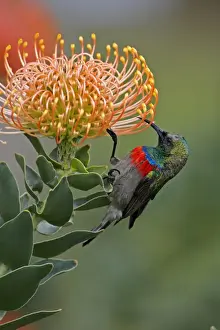 Southern Double-collared Sunbird (Cinnyris chalybeus) adult male, feeding on protea flower, near Cape Town, Western Cape, South Africa