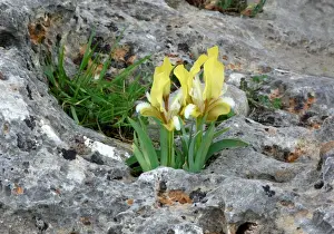 Yellow Prints: Southern Dwarf Iris (Iris pseudopumila) yellow form