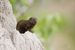 Southern Dwarf Mongoose (Helogale parvula) adult, sitting on termite mound, Okavango Delta, Botswana