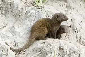 Termite Prints: Southern Dwarf Mongoose (Helogale parvula) adult with young
