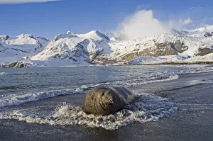 Surf Prints: Southern Elephant-seal (Mirounga leonina) adult male