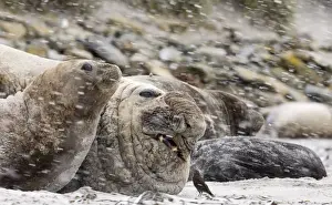 Southern Elephant-seal (Mirounga leonina) adult male and females, resting on beach during snowfall, with Tussac-bird (Cinclodes antarcticus) pecking at wound, Sea Lion Island, Falkland Islands, november