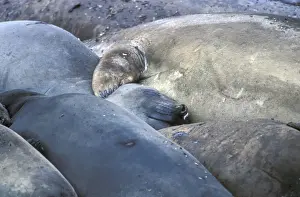 Southern Elephant Seal (Mirounga leonina) Group resting together
