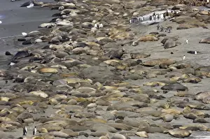 Southern Elephant-seal (Mirounga leonina) and King Penguin (Aptenodytes patagonicus) colony on beach, Gold Harbour, South Georgia, november