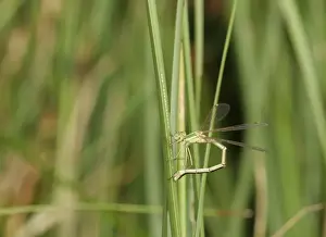 Southern Emerald Damselfly (Lestes barbarus) adult female, laying eggs on leaf