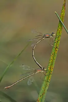 Damselfly Prints: Southern Emerald Damselfly (Lestes barbarus) adult pair, mating, Bulgaria, september
